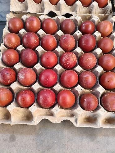 продам цыплят несушек: Продаю | Цыплята, Инкубационные яйца | Для разведения — 9