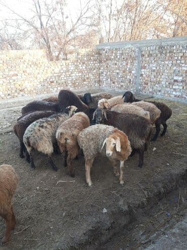возьму собаку в добрые руки: Продаю | Овца (самка) | На забой, Для разведения — 2