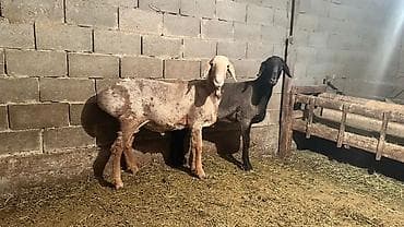 порода комару: Продаю | Овца (самка) | Для разведения | Племенные — 5