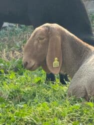 восточно европейская овчарка черная цена: Сатам | Козу | Арашан | Көбөйтүү үчүн | Асыл тукумдуу — 4