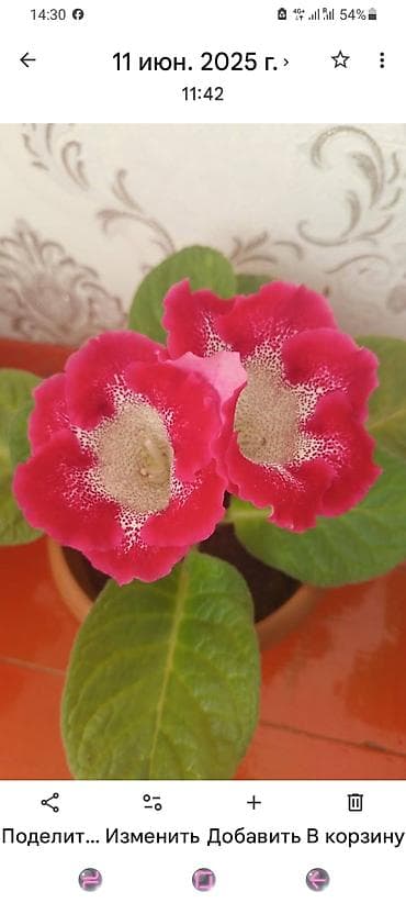 Глоксиния (Sinningia speciosa) — комнатное цветущее растение с