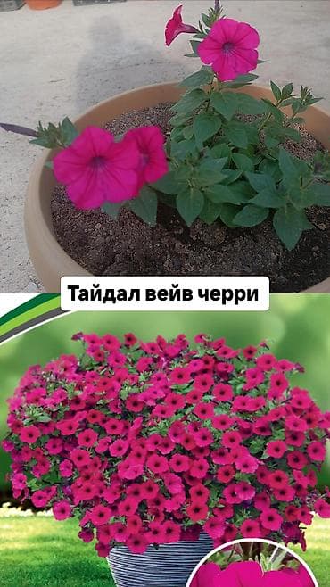 морская капуста купить: Самовывоз — 7