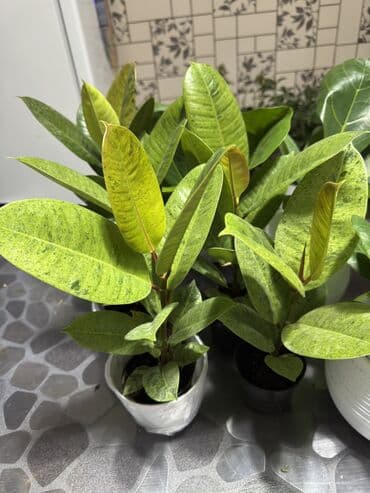 Фикус 380 сом