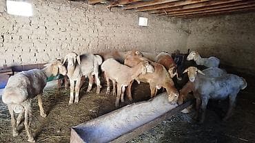 chi su: Продаю | Баран (самец) | Для разведения | Племенные — 2