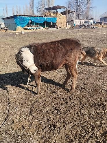 телки швиц: Продаю | Музоо, торпок | На откорм | Привязанные — 1