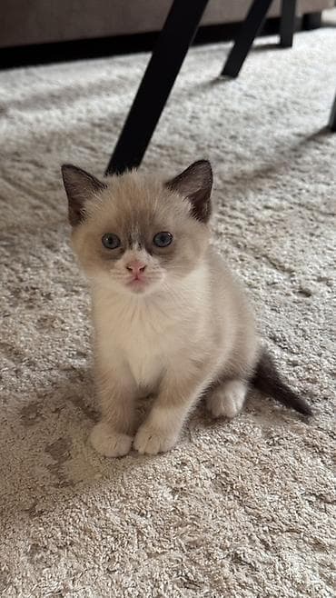 scottish fold: Котята с голубыми глазами, окрасы поинт/сил-поинт. На фото — игривые — 3