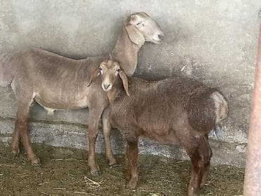 гусинное яйцо: Продаю | Ягненок, Баран (самец) | Для разведения | Матка — 1