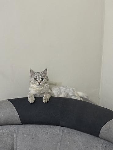 d cat: Кошка даром: Скотиш Страйт (Шотландская прямоухая), Девочка, Приучена к лотку — 1