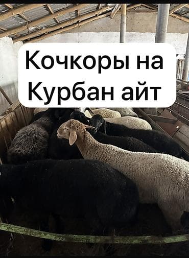 Продаю | Баран (самец) | На забой | Племенные, Кастрированные