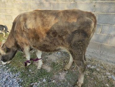 купить корову швицкой породы: Продаю | Бык (самец) | Полукровка | На откорм | Привязанные — 2