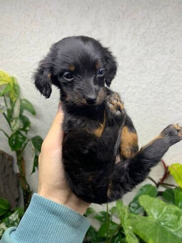 Такса, 2 месяца, Самец, С прививкой — 3