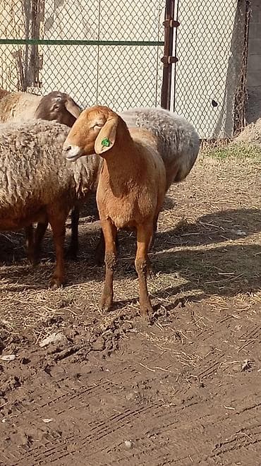 Продаю | Овца (самка) | Арашан | Для разведения | Ярка