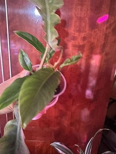 мишка с пледом: Комнатные растения — коллекционные лианы 1) Потос (Epipremnum aureum) — 6