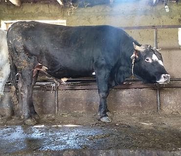 осеменение коров: Продаю | Бык (самец) | Джерсейская, Алатауская, Швицкая | Для разведения | Привязанные — 4