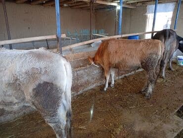 сиамская кошка цена бишкек: Продаю | Бык (самец) | На откорм — 3