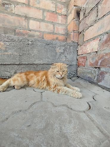 мышык кошка: Отдам кошку в хорошие руки,кошка чужая осталась с домом,который мы — 1