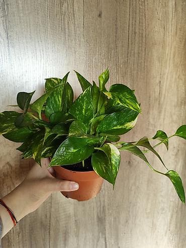 Сциндапсус (эпипремнум) золотистый в декоративном кашпо. - Пышная