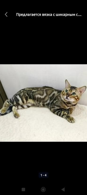 Предлагается для вязки бенгальский кот с красивым окрасом. Кот имеет