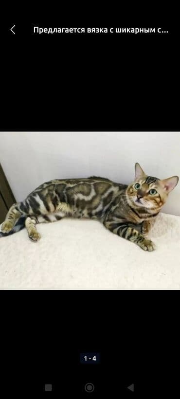 продажа породистых кошек: Предлагается для вязки бенгальский кот с красивым окрасом. Кот имеет — 1