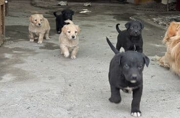 пес по имени мани: Щенята в добрые и заботливые руки Возраст — 1 месяц. Всего 6 — 5