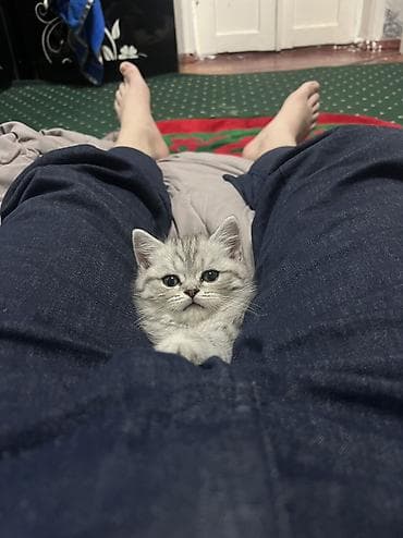 купить вислоухого шотландского котёнка: Скотиш Страйт (Шотландская прямоухая), 2 месяца, Мальчик, Серебристая шиншилла, Приучена к лотку — 2