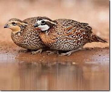 зерновой кофе бишкек: Продаю Виргинская Перепела парами Цена за Пара — 2