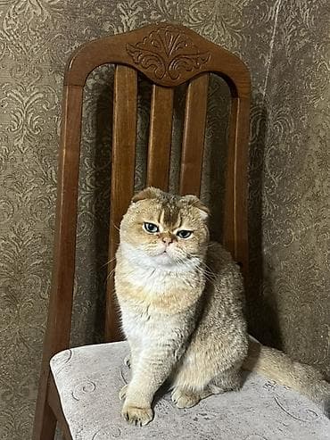 Кошки: Шотландские котята с висячими ушками (скоттиш-фолд), окрас золотая — 3