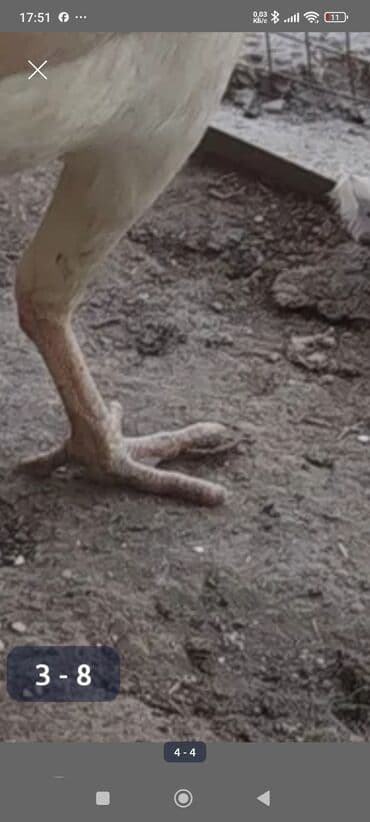 номер приюта для животных бишкек: Продоётся бойцовская курочка нет кончиков пальца и за холода упало в — 5