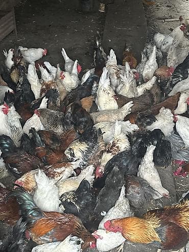 чөп сатылат: Сатам | Тооктор, Короздор | Жарым брама, Үй, Кучинская | Союуга, Көбөйтүү үчүн, Жумуртка туудуруу үчүн — 8