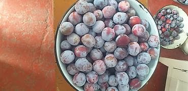 Домашние сливы - Сорт: домашняя слива с восковым налётом, плоды