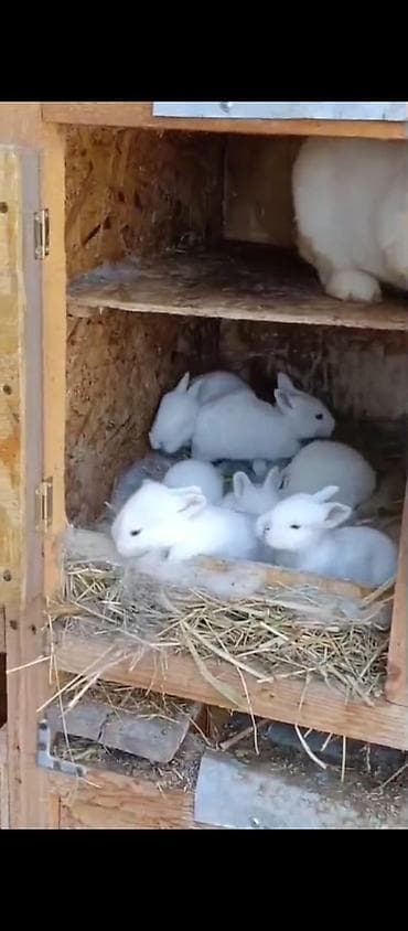 собака ягдтерьер цена: Продаю | Крольчата | Для разведения | Племенные — 6