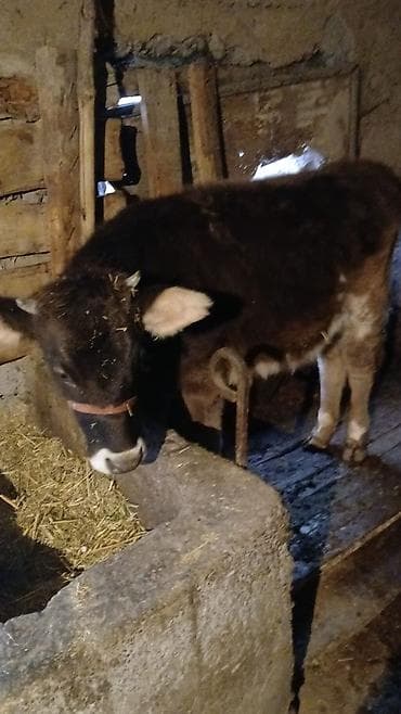 козу сатылат: Сатам | Музоо | Аргын | Байланган — 1