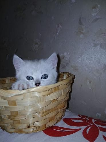 кошки британские: Продаётся британец. 2 месяца. Игручий, к лотку приучен. На фото — 2