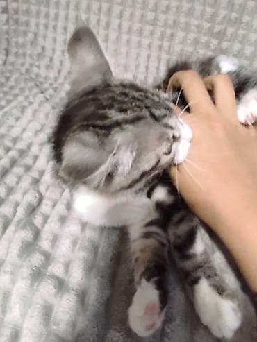 кошка цена: 3 месяца, Девочка, Приучена к лотку — 6