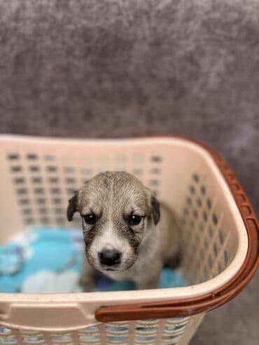 охотничий сабака дратхар: 1 месяц, Самка — 3