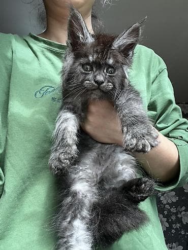 кошка продаётся: Эксклюзивные мощные котята Мейн куны с полным пакетом Документов — 7