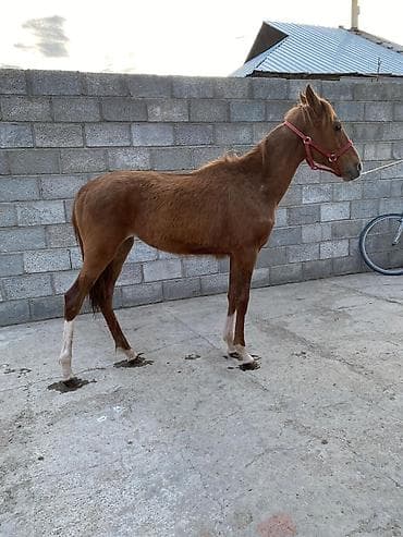 машинка для животных: Продаю | Жеребенок | Конный спорт — 3