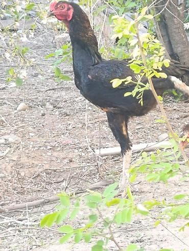 порода кур: Продаю | Куры | Бойцовая | Для разведения — 2