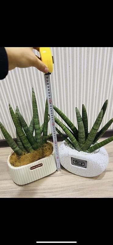 Сансевиерия (Sansevieria, «тещин язык») в декоративных кашпо. - Два