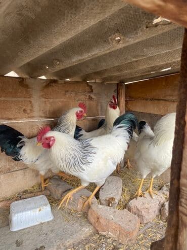 Кемирүүчүлөр: Сатам | Короздор | Көбөйтүү үчүн — 4