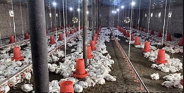 кормушки для птиц: Кормушка для птицы 10 кг - Назначение: раздача сухих кормов курам — 3