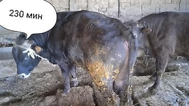 с переездом: Продаю | Бык (самец) | Швицкая | На откорм | Привязанные — 6