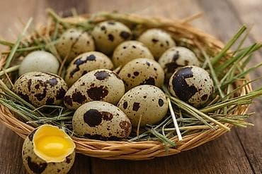баа: Инкубация үчүн бөдөнө жумурткалары Жумурткалар 350–450 г салмактагы — 1