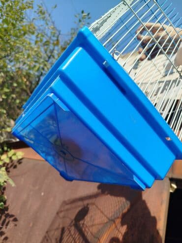 приют для бездомных животных бишкек: Чистая клетка + корм для птичек попугаев адрес район Цума — 3