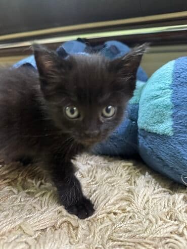 отдам котенка в хорошие руки: Кошка даром: Беспородная, 1 месяц, Девочка — 1