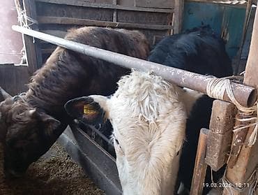 скотский рынок: Продаю | Бык (самец) | Полукровка | На откорм | Привязанные — 1