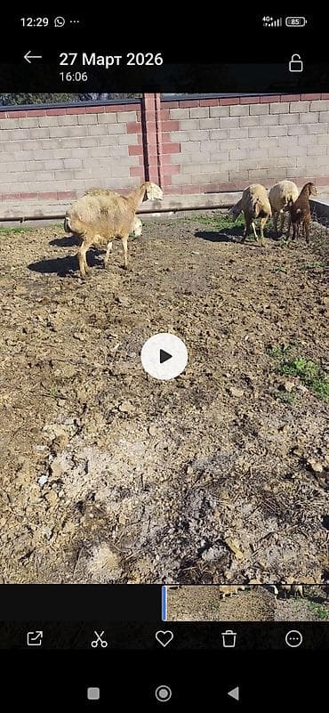 голуби животное: Продаю | Овца (самка) | Для разведения | Матка — 6