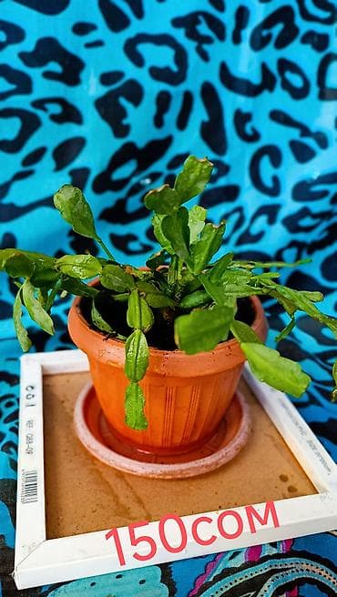 спатифилум гигант: Продаю Комнатные Цветы, Женское Счастье Фиалки, декабристы — 10