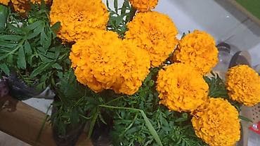 Сдаю комнату с подселением для парней