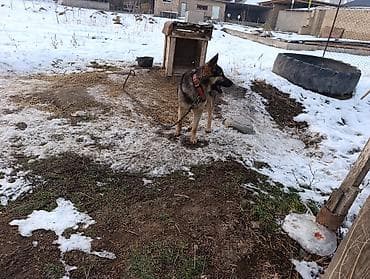 пушистая собака: Немецкая овчарка смешаная 10 Айлык — 4